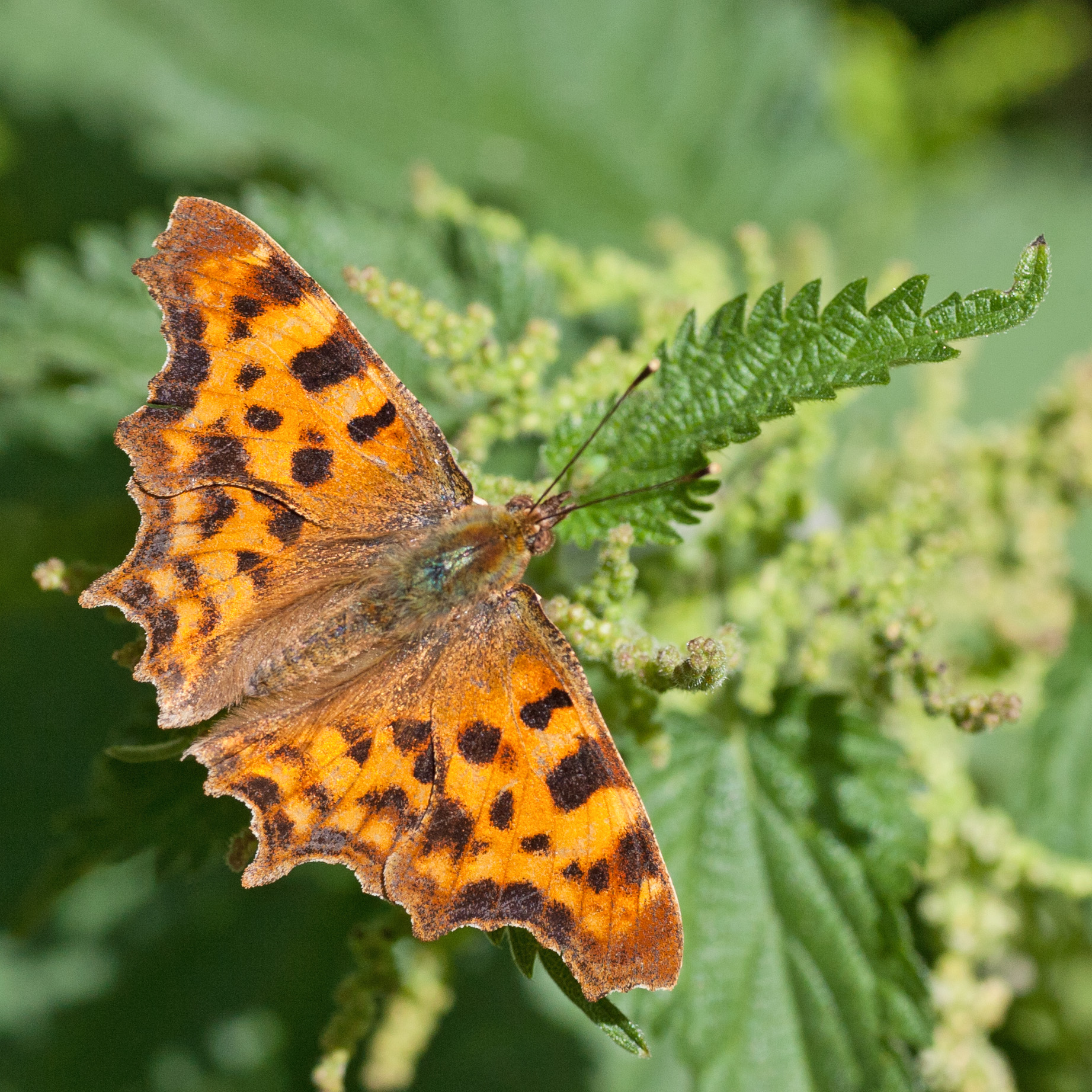 Comma Moth Butterflies And Moths - Hucknall Wildlife Group