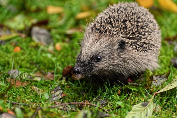 Shows A Hedgehog On The Grass