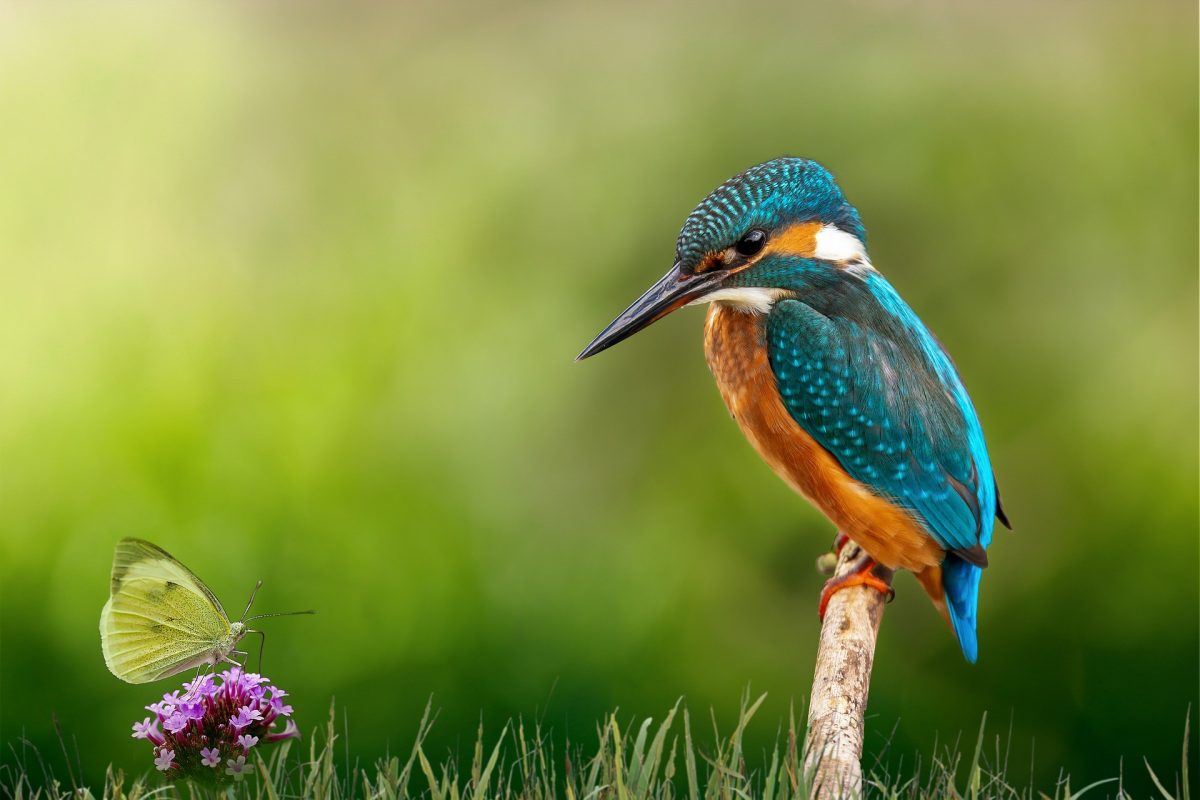 Shows A Kingfisher