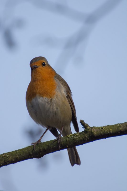 Shows A Robin On A Branch