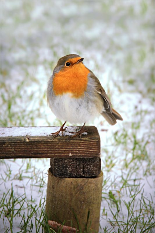 Shows A Robin On A Post In The Snow
